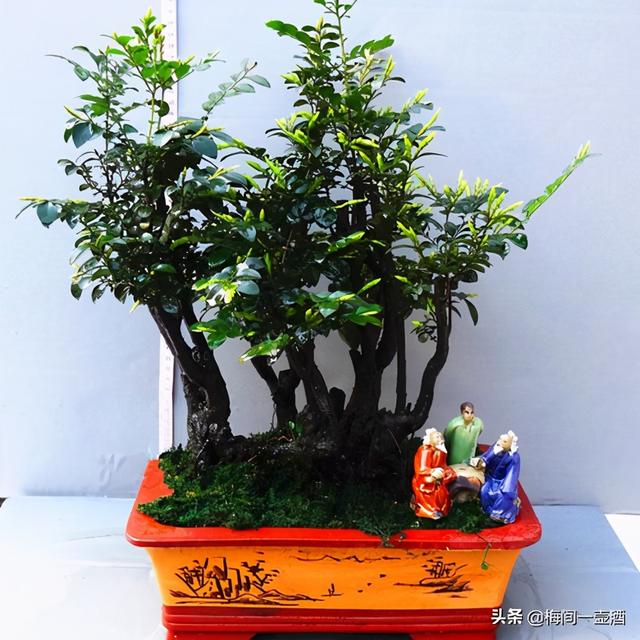 只道“福建茶”盆景好看，懂得如何培植与管理很重要