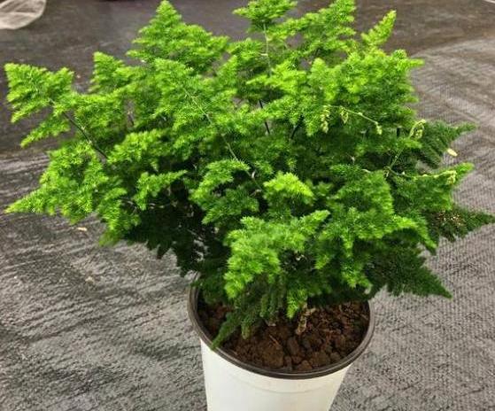 如何刺激文竹疯长侧芽？抓住4个关键点，春末可多养好几盆