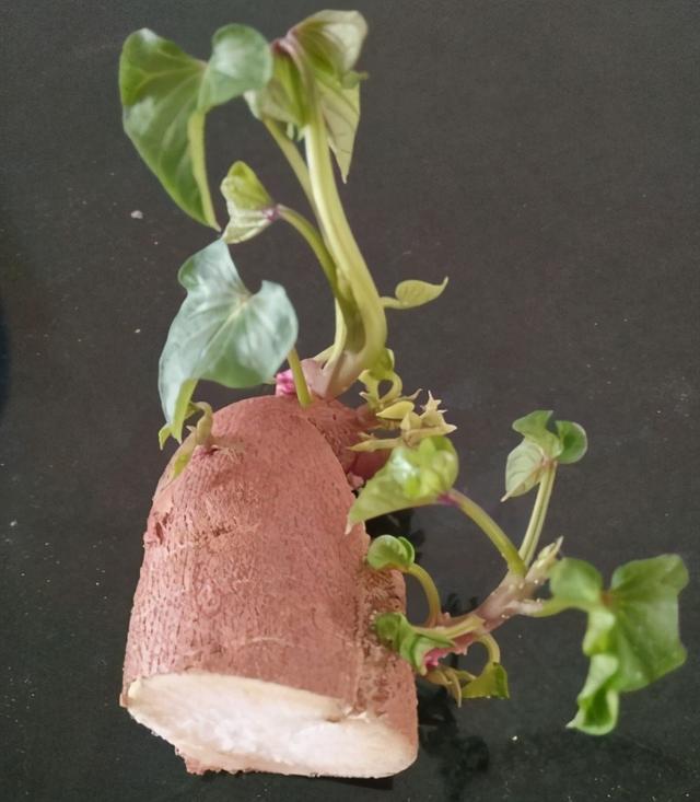 冬天里的烤红薯最受欢迎，那么如何自己在家做一个地瓜盆栽？