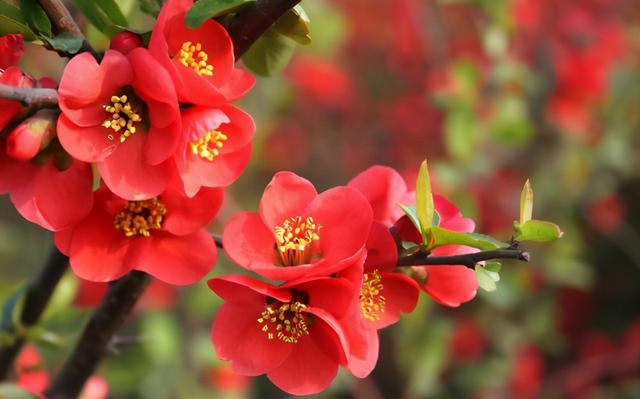 送你5朵小花花，平平无奇本领大！