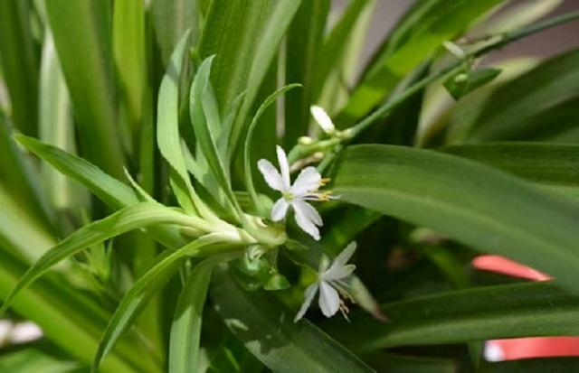 4种吸废气的净氧植株，再贵也要在家摆两盆，室内轻松变“雨林”