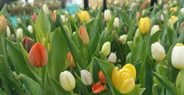 花艺|上新啦！花艺馆