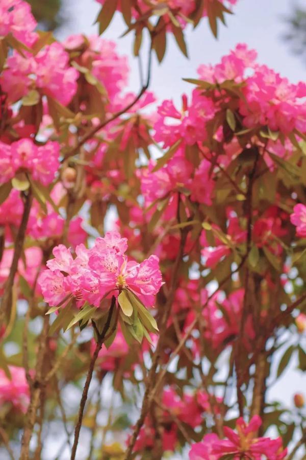 花粉|过敏星人，花粉过敏怎么办，这里有答案