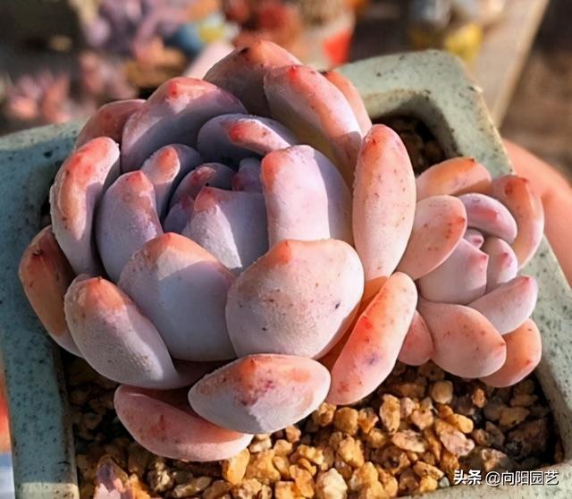 多肉不怕冷，尤其是“厚叶型”，冬天放在露台上，叶片更诱人