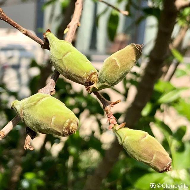 花开完别剪，看到这个“球”抠下来，能卖钱