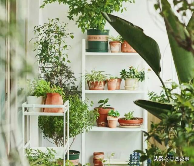 阳台很小，养不了太多花？巧用6个小方法，多养3倍还不止