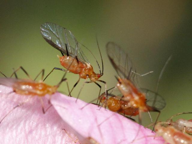 盆栽过冬难点：“防治”病虫害，根腐病、红蜘蛛、蚜虫、蚧壳虫