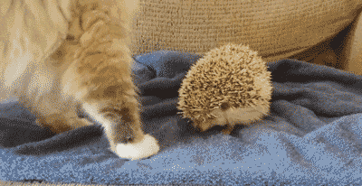 搞笑gif:妹子也太吓人了,还好我反应快