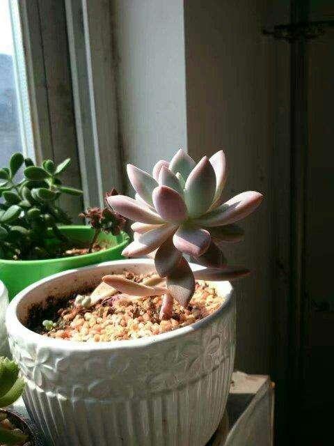 室内阳台养多肉，不要掉以轻心！密封空间盆栽更需注意细节