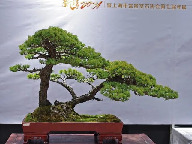 新禧2021暨上海市盆景赏石协会第七届年展展品“云”赏鉴