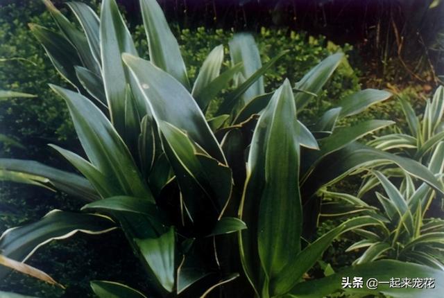 养花浇水有讲究，3个坏习惯得改掉，不然土壤板结，啥花都养不好