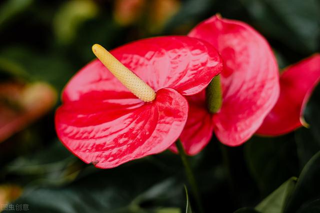 温度不达标，逛花市别买10种花，白花钱