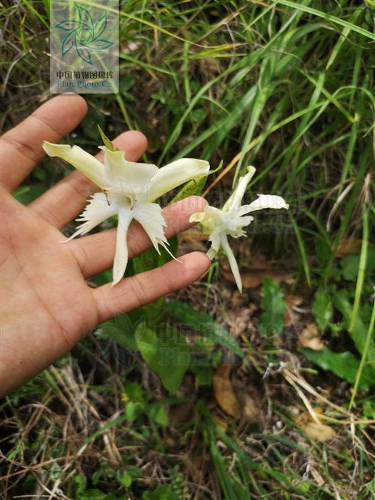 白蝶花，见过吗？能温肾脏，助阳气