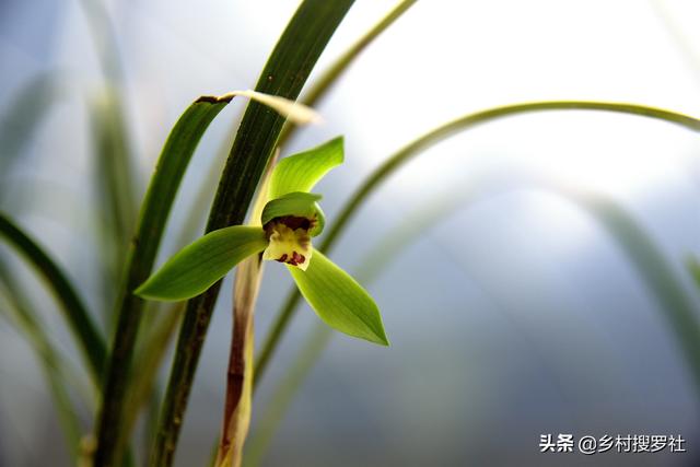 小寒，江南地区一年最冷的时候，兰花浇水的技巧来了