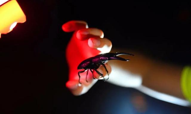 你的育儿经|2020夏令营丨造房子/探秘熊猫/昆虫科考/水中急救……最强小孩养成，一个夏天就够了
