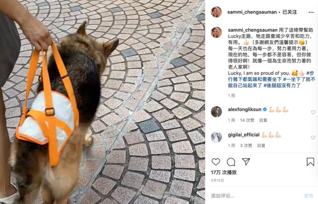 48岁郑秀文帮15岁爱犬按摩拉筋,尽职尽责陪它走完最后一程巴拉啦解说