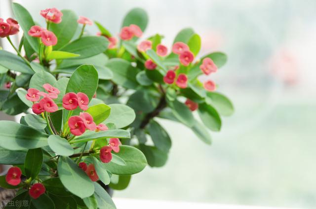 神奇的针刺法，让虎刺梅株型丰满还噌噌长不停，赶紧来围观