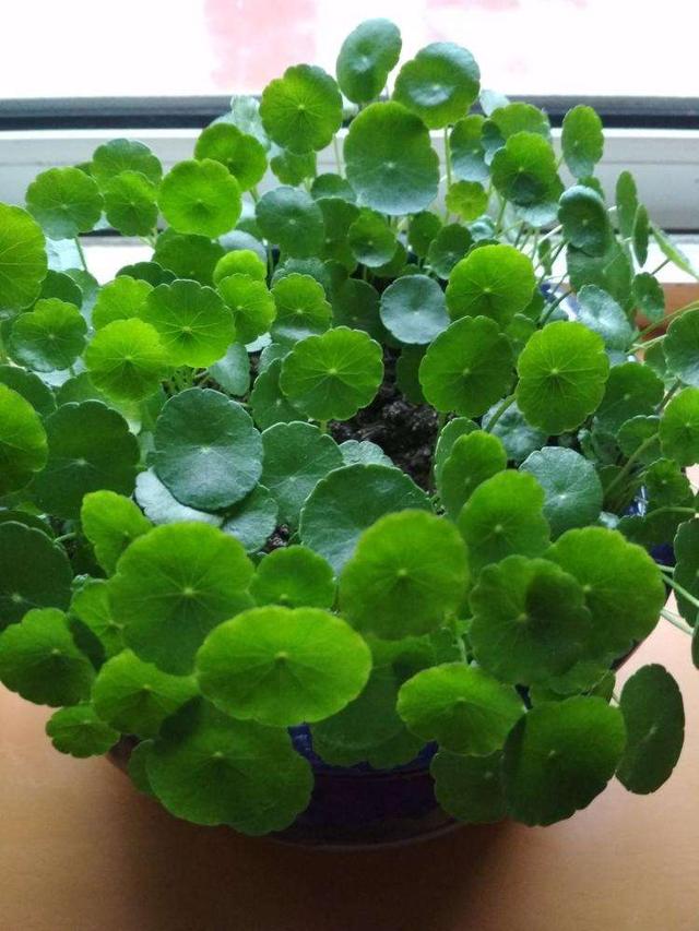 养这些植物，下雨了甭急着往屋里搬！淋雨反而好处多多