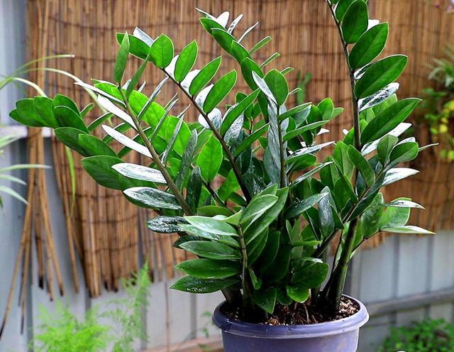 封闭阳台不能养花？才不是呢！选这几种，打造自己的小花园