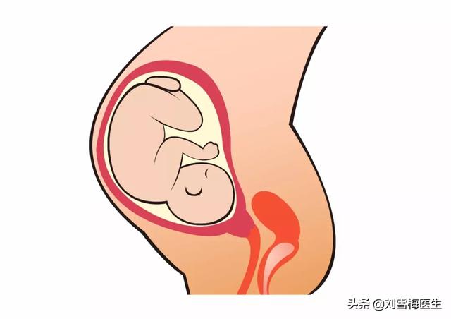 猫绘秋|怀孕后必须保胎吗？40年专家这样解释