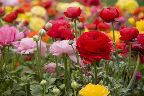 牡丹花、芍药、芹叶牡丹开花极其相似，想分得清，还得看这几点