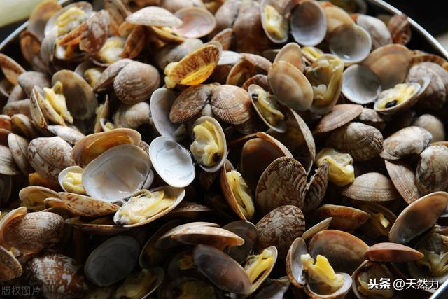 花蛤怎么吐沙，教你简单有效的方法，去沙干干净净