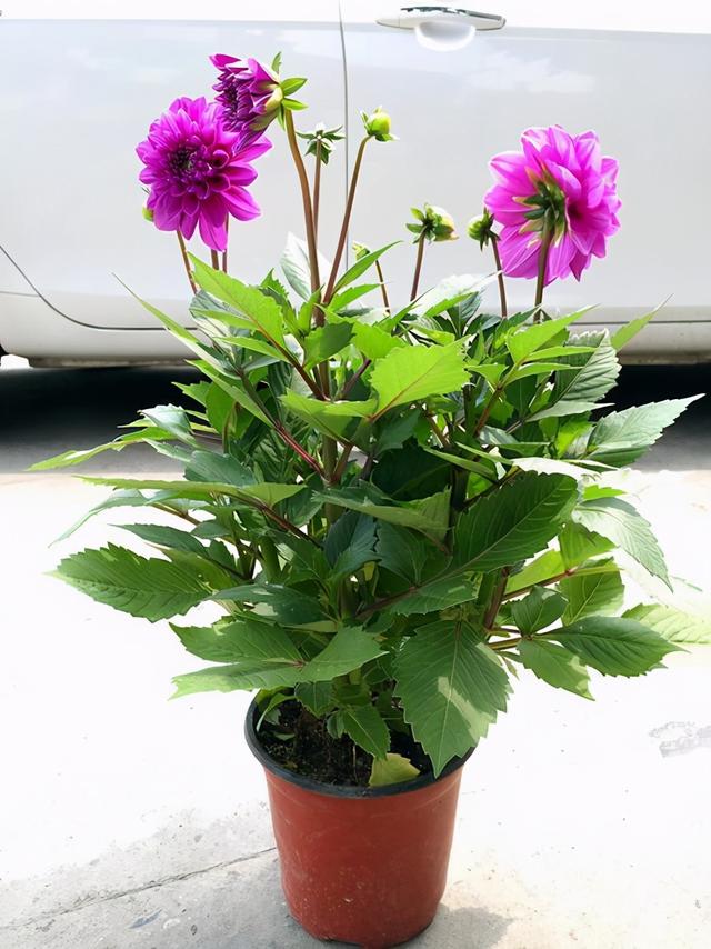 一种听名字很土气的花，开花却是拳头大，盆栽养护更注重方法