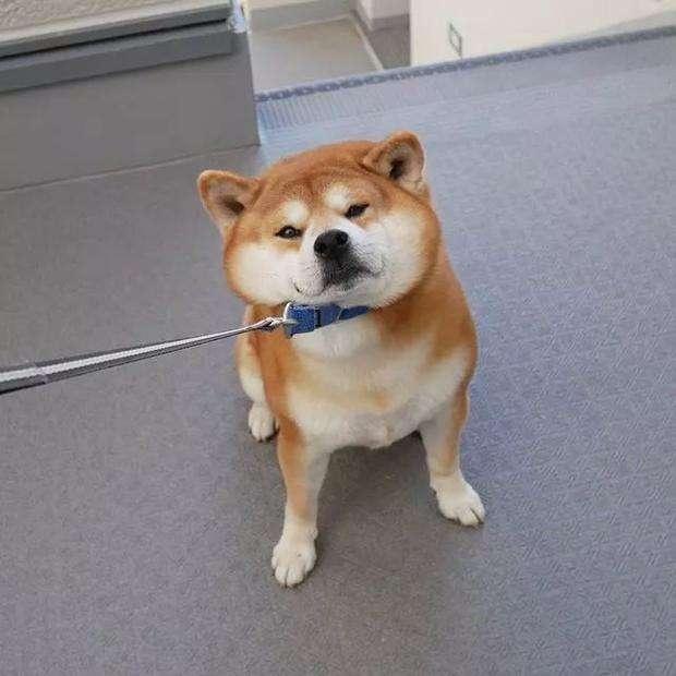 含有|春节饮食宝典送给您，让您健康美食两不误