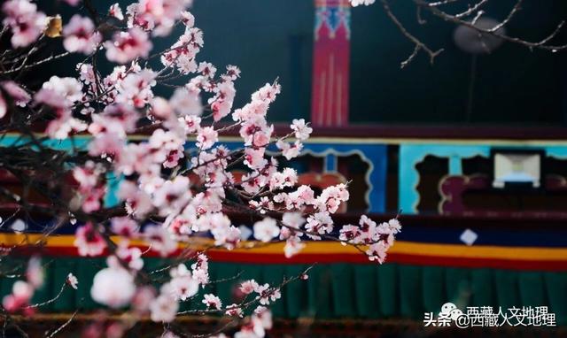 「世界那么大」春分，拉萨一树桃花的温柔倾诉
