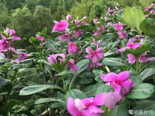 长寿花|12种懒人花，一年四季都能开，阳台养花必备