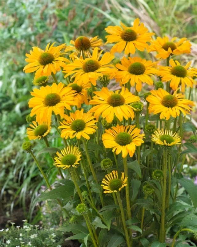 夏季庭院里一抹浓艳的色彩——松果菊