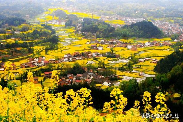 「约吗旅行」百万亩油菜花盛开，处处诗情画意，致最美的汉中油菜花