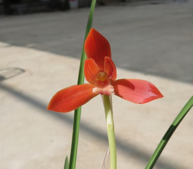 兰花名品“红河红”，花色艳丽，植株优美，一杆双花，新手也能养