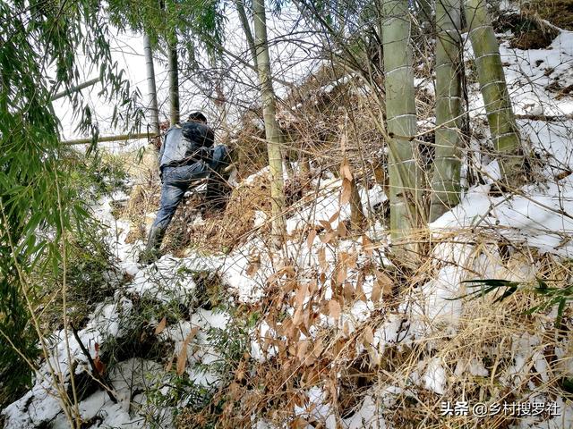 挖笋的技巧图解，学会这6招，你也可以挖到冬笋