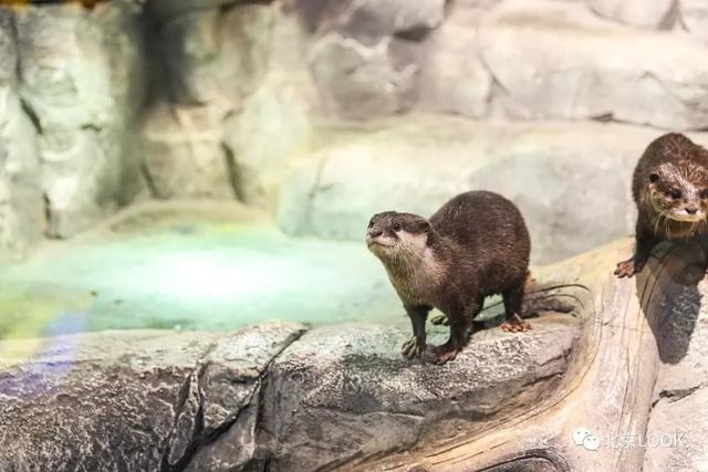 「玩乐足迹」北京首家室内动物园 · 和羊驼浣熊一起玩