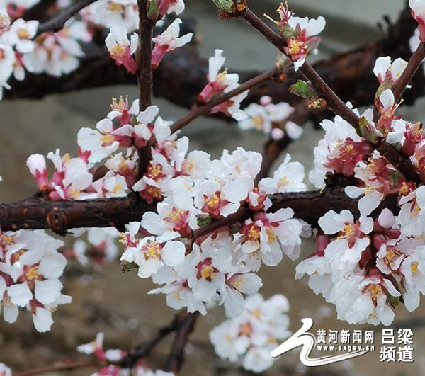 「黄河新闻网吕梁频道」柳林：一年好景春尚在 最美不过三月天