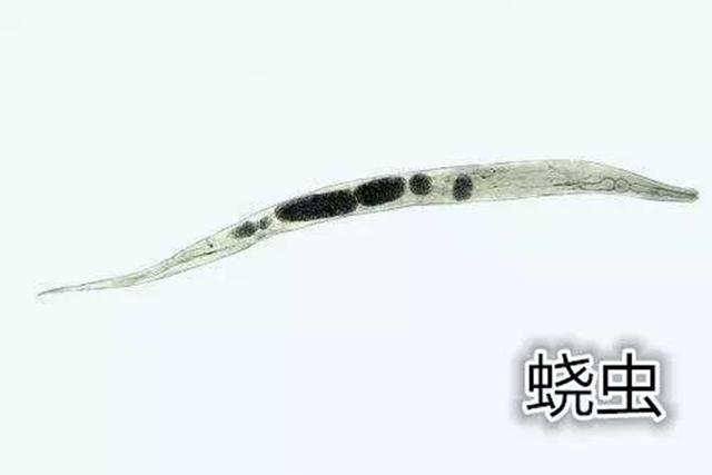 天使宝贝|宝宝边哭边抓“屁屁”，妈妈好奇一探究竟，看见一粒粒东西还在动