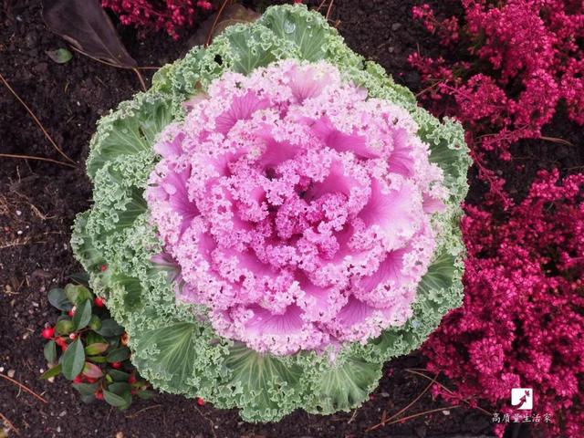 维生素|别只吃水果补维生素C了！这10种蔬菜维生素C含量比橙子还高