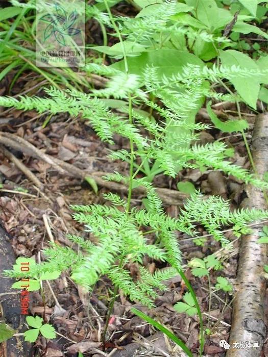 羊齿天门冬，见过吗？用于肺脓疡、百日咳、咯痰带血、支气管哮喘