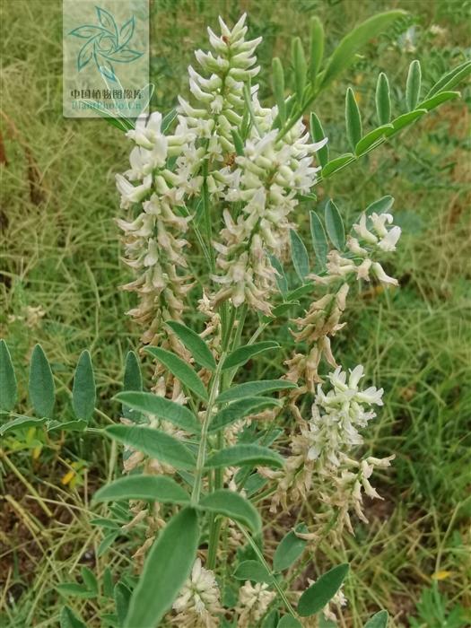 神农本草图经，薯蓣 菊花 甘草 人参 石斛 石龙芮