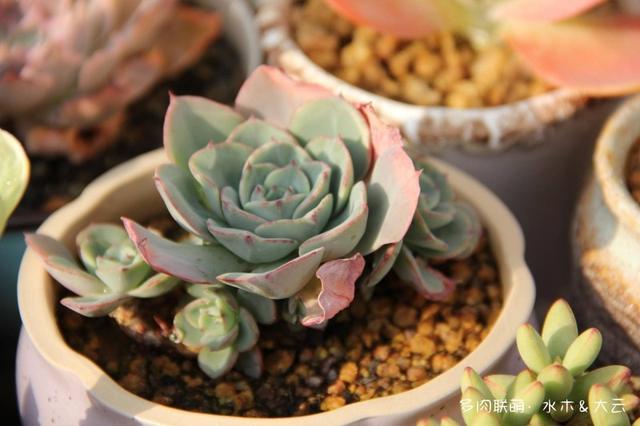 有朋自远方来，拔叶子乎