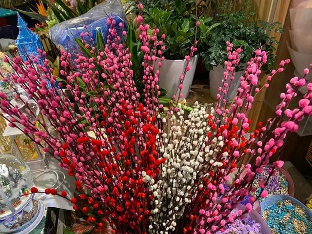 银柳|这样“年货”你备了吗？年宵花图鉴（上）