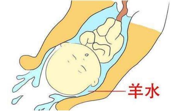 有趣的爱|羊水为啥叫“羊水”？孕妈孕期这样“喝”，羊水质量更好