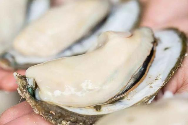 吃货们！100秒带你了解乳山牡蛎
