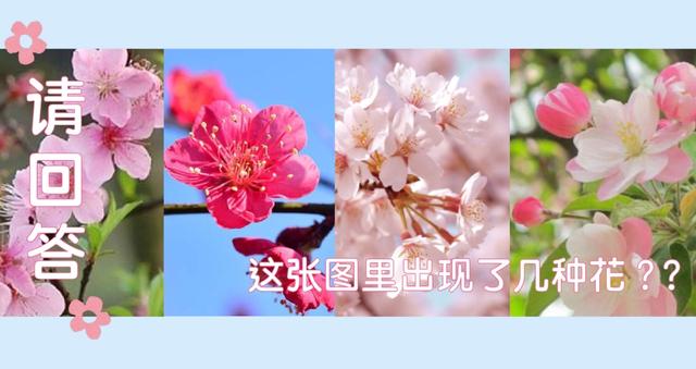 花坛|花花的世界，你可知道谁是谁？