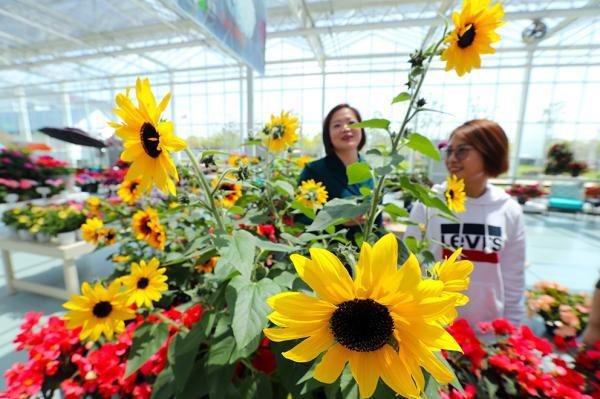 大丽花|新品花卉斗艳，家庭园艺比拼……上海花港举行国际花艺节