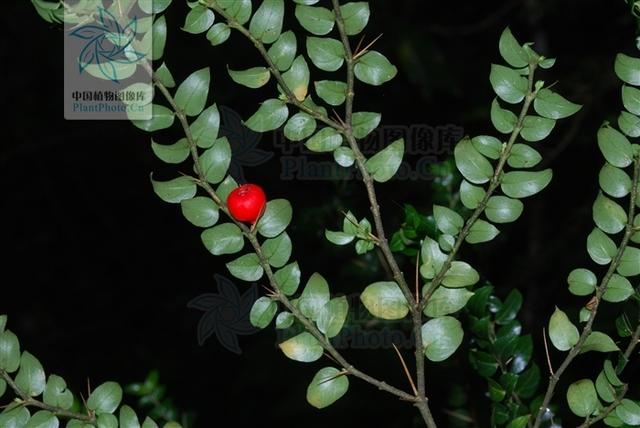 虎刺，见过吗？祛风利湿，活血消肿。治痛风，风湿痹痛