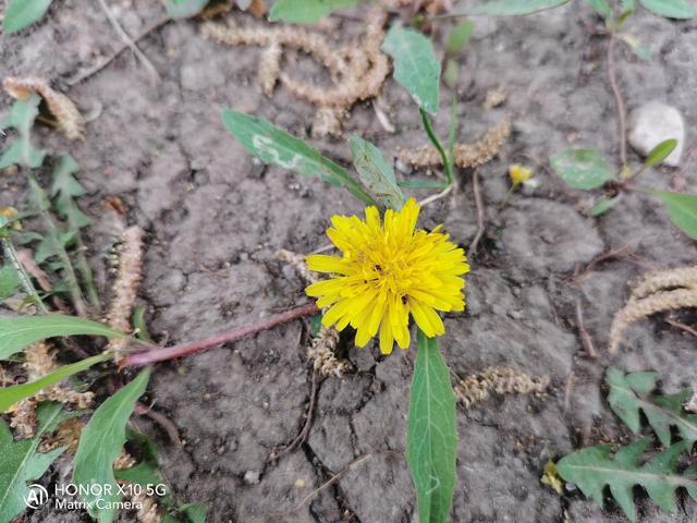 风口浪尖上的华为荣耀X10表现如何？一文轻松了解是否适合你