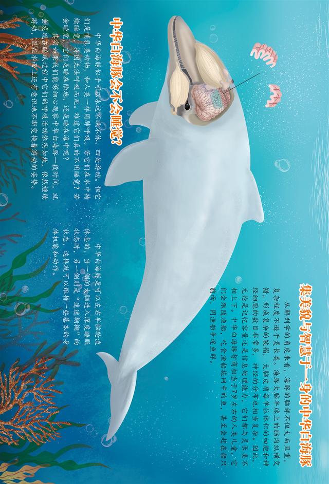 你的育儿经▲绘本 | 中华白海豚小科普