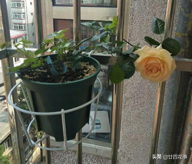 阳台很小，养不了太多花？巧用6个小方法，多养3倍还不止